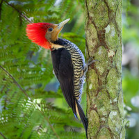 Helmeted Woodpecker